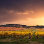 visites de Champagne à faire dans l’Aube