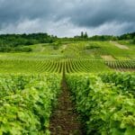 visites de Champagne à faire dans la Côte des Blancs