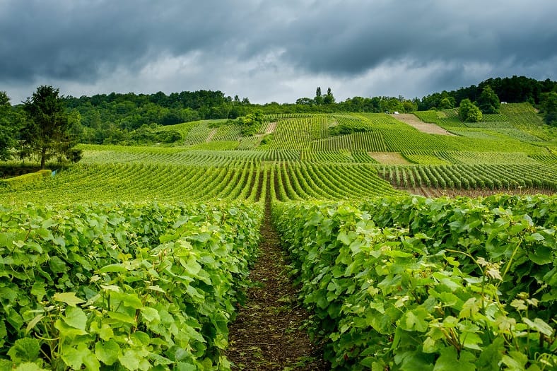 visites de Champagne à faire dans la Côte des Blancs