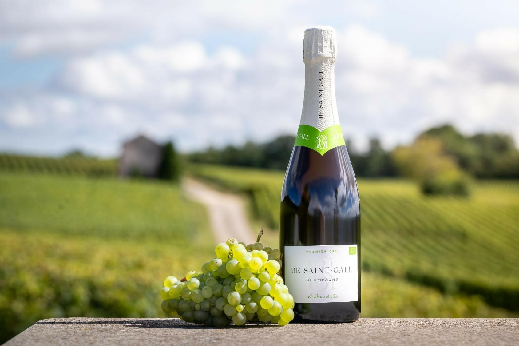 Champagne bio dans la cote des blancs